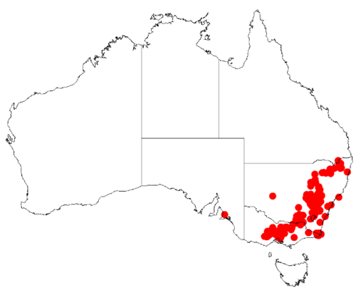 Acacia lanigera: Acacia lanigera Occurrence data from Australasia Virtual Herbarium downloaded from https://doi.org/10.26197/5c0b1388984eb on 8 December 2018