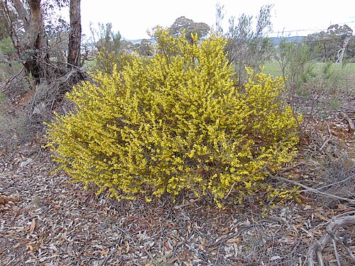 Acacia lanigera: Rockley Mount, NSW