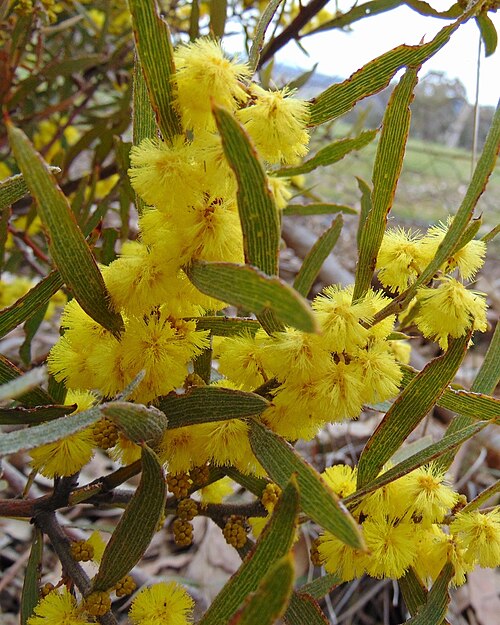 Acacia lanigera: Rockley Mount, NSW