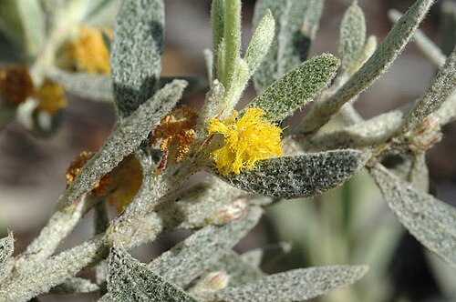 Acacia lanuginophylla: Acacia lanuginophylla in Kings Park Botanic Gardens, Perth, Western Australia