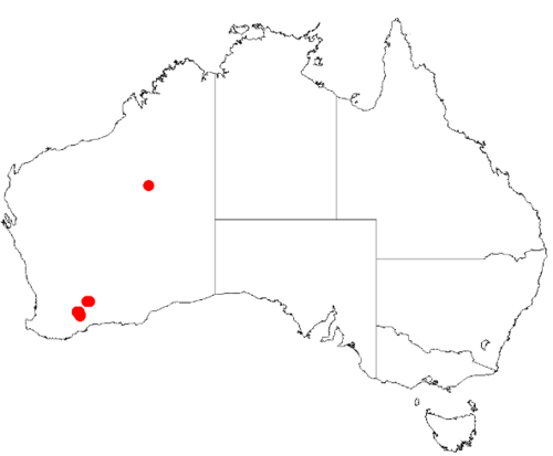 Acacia lanuginophylla: Acacia lanuginophylla Occurrence data from Australasia Virtual Herbarium downloaded from https://doi.org/10.26197/5c0b1388984eb on 8 December 2018