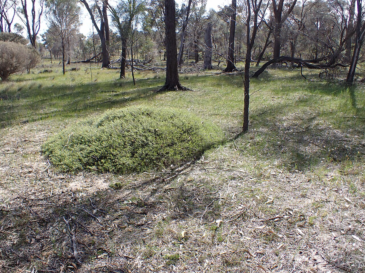 Acacia laricina: Habit of Acacia laricina in Dead Mans Swamp Nature Reserve, near Arthur River, Western Australia