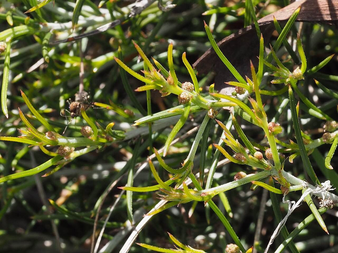 Acacia laricina: Acacia laricina foliage and flower buds in Dead Mans Swamp Nature Reserve, near Arthur River, Western Australia