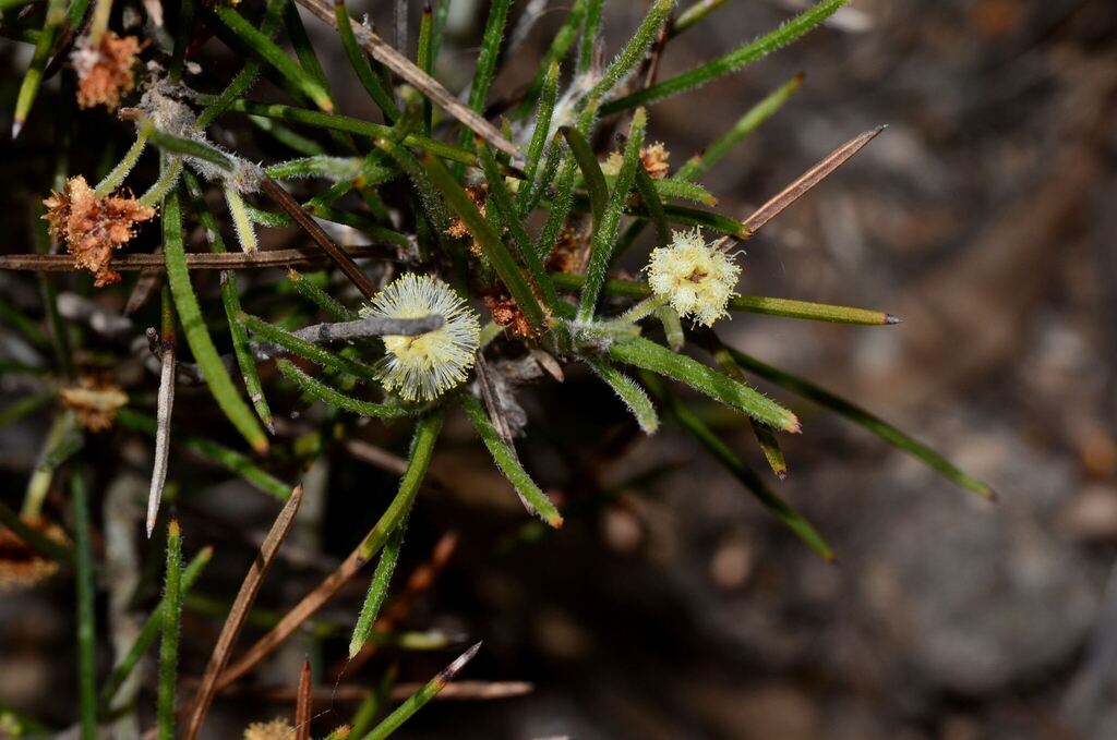 Acacia laricina (Acacia laricina)