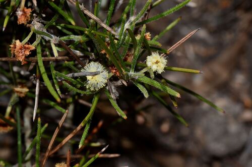 Acacia laricina (Acacia laricina)