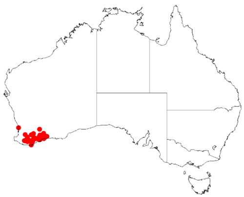 Acacia laricina: Acacia laricina Occurrence data from Australasia Virtual Herbarium downloaded from https://doi.org/10.26197/5c0b1388984eb on 8 December 2018