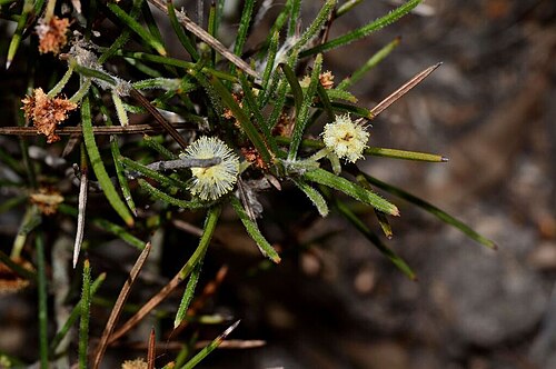 Acacia laricina: Acacia laricina var. crassifolia near Ravensthorpe