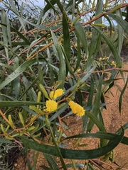 Acacia lasiocalyx (Acacia lasiocalyx)