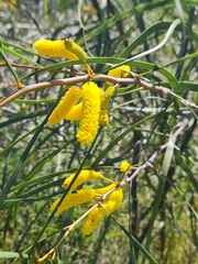 Acacia lasiocalyx (Acacia lasiocalyx)