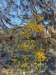 Acacia lasiocalyx (Acacia lasiocalyx)
