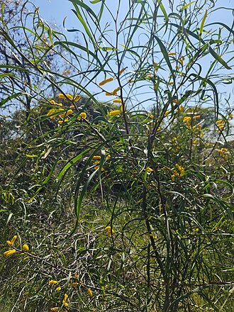 Acacia lasiocalyx: Acacia lasiocalyx near Wongan Hills