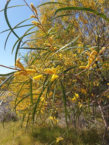 Acacia lasiocalyx (Acacia lasiocalyx)
