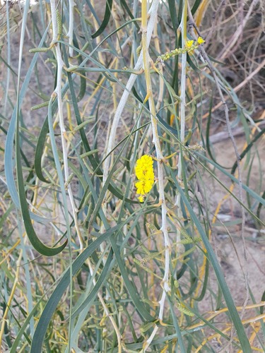 Acacia lasiocalyx (Acacia lasiocalyx)