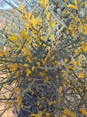 Acacia lasiocalyx (Acacia lasiocalyx)