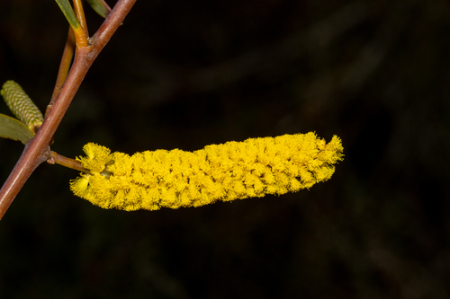 Acacia lasiocalyx (Acacia lasiocalyx)