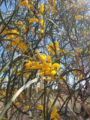 Acacia lasiocalyx (Acacia lasiocalyx)