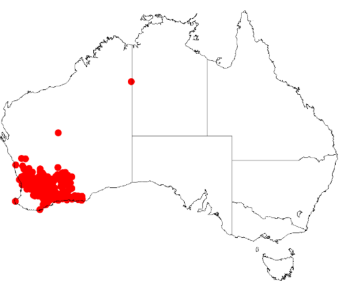 Acacia lasiocalyx: Acacia lasiocalyx Occurrence data from Australasia Virtual Herbarium downloaded from https://doi.org/10.26197/5c0b1388984eb on 8 December 2018