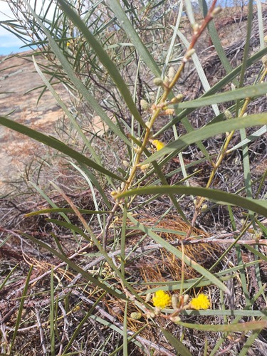 Acacia lasiocalyx (Acacia lasiocalyx)