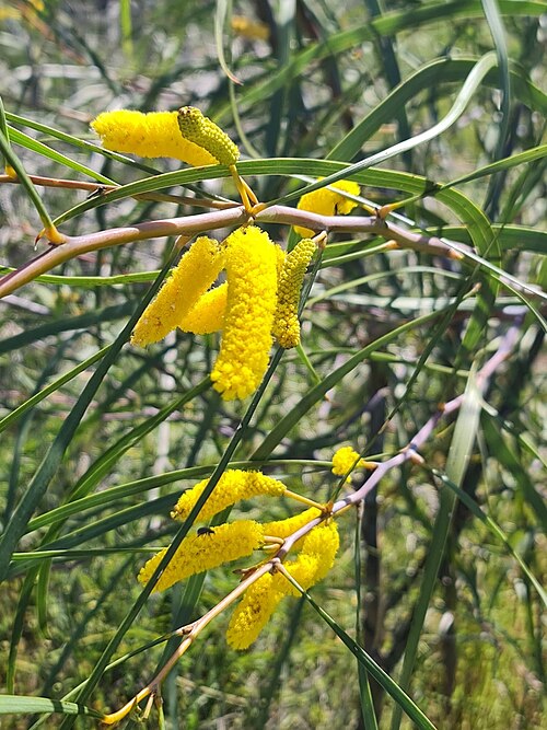 Acacia lasiocalyx: Acacia lasiocalyx near Wongan Hills