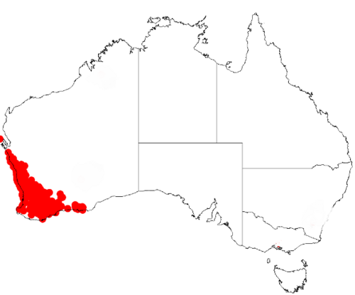 Acacia lasiocarpa: Acacia lasiocarpa Occurrence data from Australasia Virtual Herbarium downloaded from https://doi.org/10.26197/5c0b1388984eb on 8 December 2018