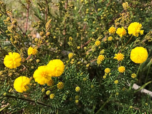 Acacia lateriticola: Acacia lateriticola near Manjimup