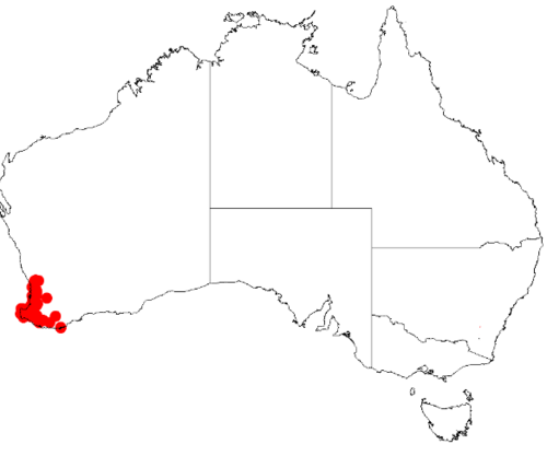 Acacia lateriticola: Acacia lateriticola Occurrence data from Australasia Virtual Herbarium downloaded from https://doi.org/10.26197/5c0b1388984eb on 8 December 2018