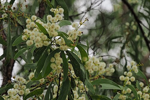 Acacia latescens: Acacia latescens