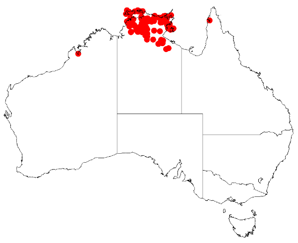 Acacia latescens: Acacia latescens Occurrence data from Australasia Virtual Herbarium downloaded from https://doi.org/10.26197/5c0b1388984eb on 8 December 2018