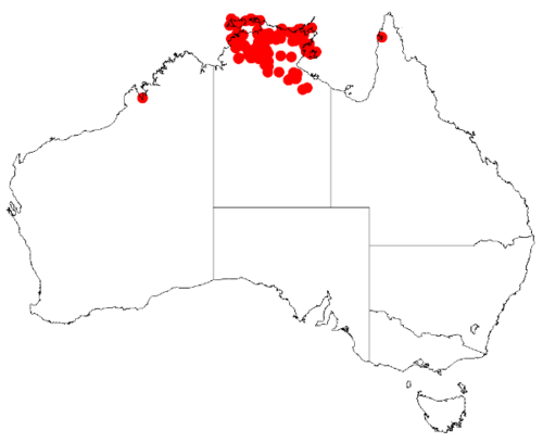 Acacia latescens: Acacia latescens Occurrence data from Australasia Virtual Herbarium downloaded from https://doi.org/10.26197/5c0b1388984eb on 8 December 2018