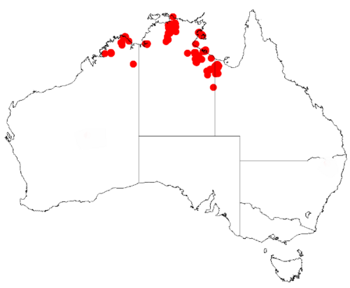 Acacia latifolia: Acacia latifolia Occurrence data from Australasia Virtual Herbarium downloaded from https://doi.org/10.26197/5c0b1388984eb on 8 December 2018