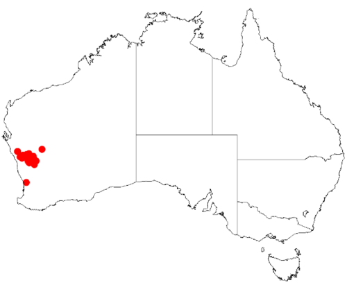 Acacia latior: Acacia latior Occurrence data from Australasia Virtual Herbarium downloaded from https://doi.org/10.26197/5c0b1388984eb on 8 December 2018