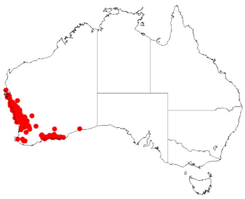 Acacia latipes: Acacia latipes Occurrence data from Australasia Virtual Herbarium downloaded from https://doi.org/10.26197/5c0b1388984eb on 8 December 2018
