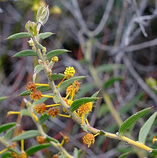 Acacia latipes: Acacia latipes ssp. latipes