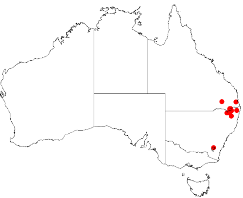 Acacia latisepala: Acacia latisepala Occurrence data from Australasia Virtual Herbarium downloaded from https://doi.org/10.26197/5c0b1388984eb on 8 December 2018