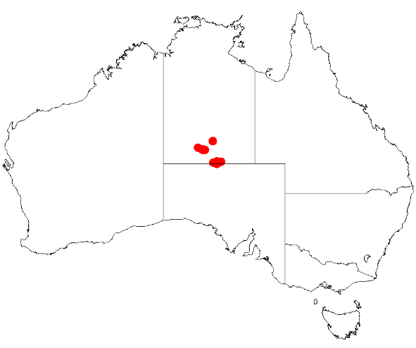 Acacia latzii: Acacia latzii Occurrence data from Australasia Virtual Herbarium downloaded from https://doi.org/10.26197/5c0b1388984eb on 8 December 2018