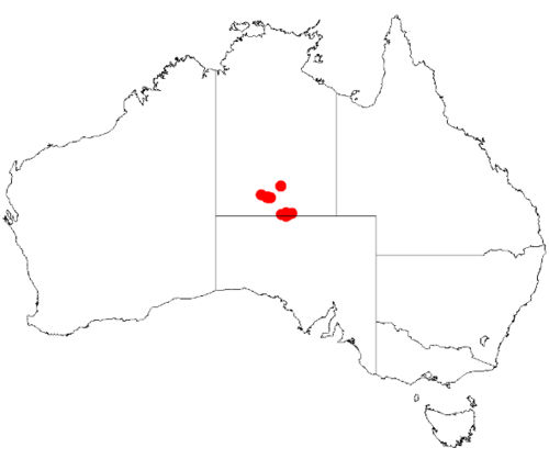 Acacia latzii: Acacia latzii Occurrence data from Australasia Virtual Herbarium downloaded from https://doi.org/10.26197/5c0b1388984eb on 8 December 2018