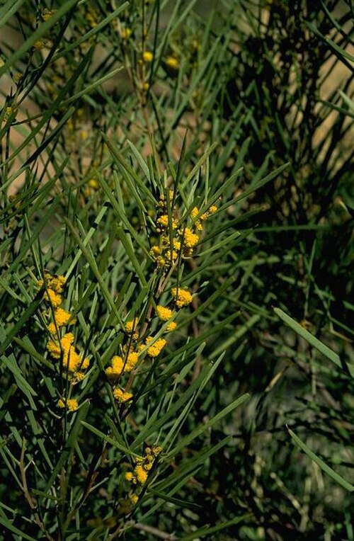 Acacia latzii: Acacia latzii in Mount Annan Botanic Gardens