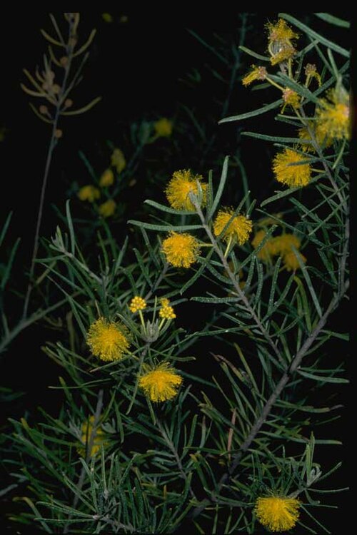 Acacia lauta: Acacia lauta in the Australian National Botanic Gardens