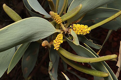 Acacia lazaridis: Acacia lazaridis near the Camooweal to Mount Isa section of the Barkly Highway, 20km east from the junction with the Thorntonis-Yelvertoft Road -