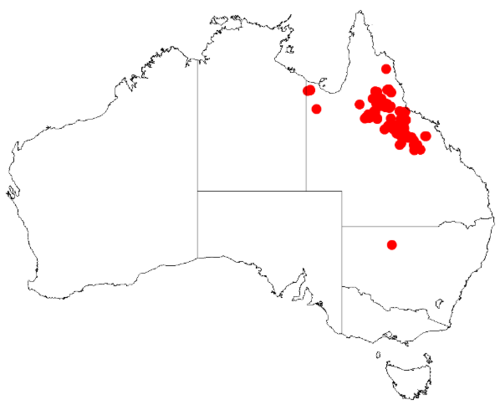 Acacia lazaridis: Acacia lazaridis Occurrence data from Australasia Virtual Herbarium downloaded from https://doi.org/10.26197/5c0b1388984eb on 8 December 2018