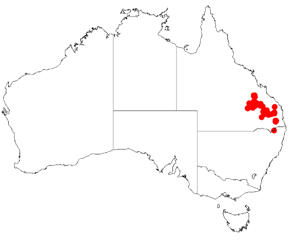 Acacia leichhardtii: Acacia leichhardtii Occurrence data from Australasia Virtual Herbarium downloaded from https://doi.org/10.26197/5c0b1388984eb on 8 December 2018