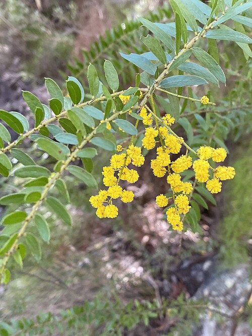 Acacia leichhardtii: Acacia leichhardtii