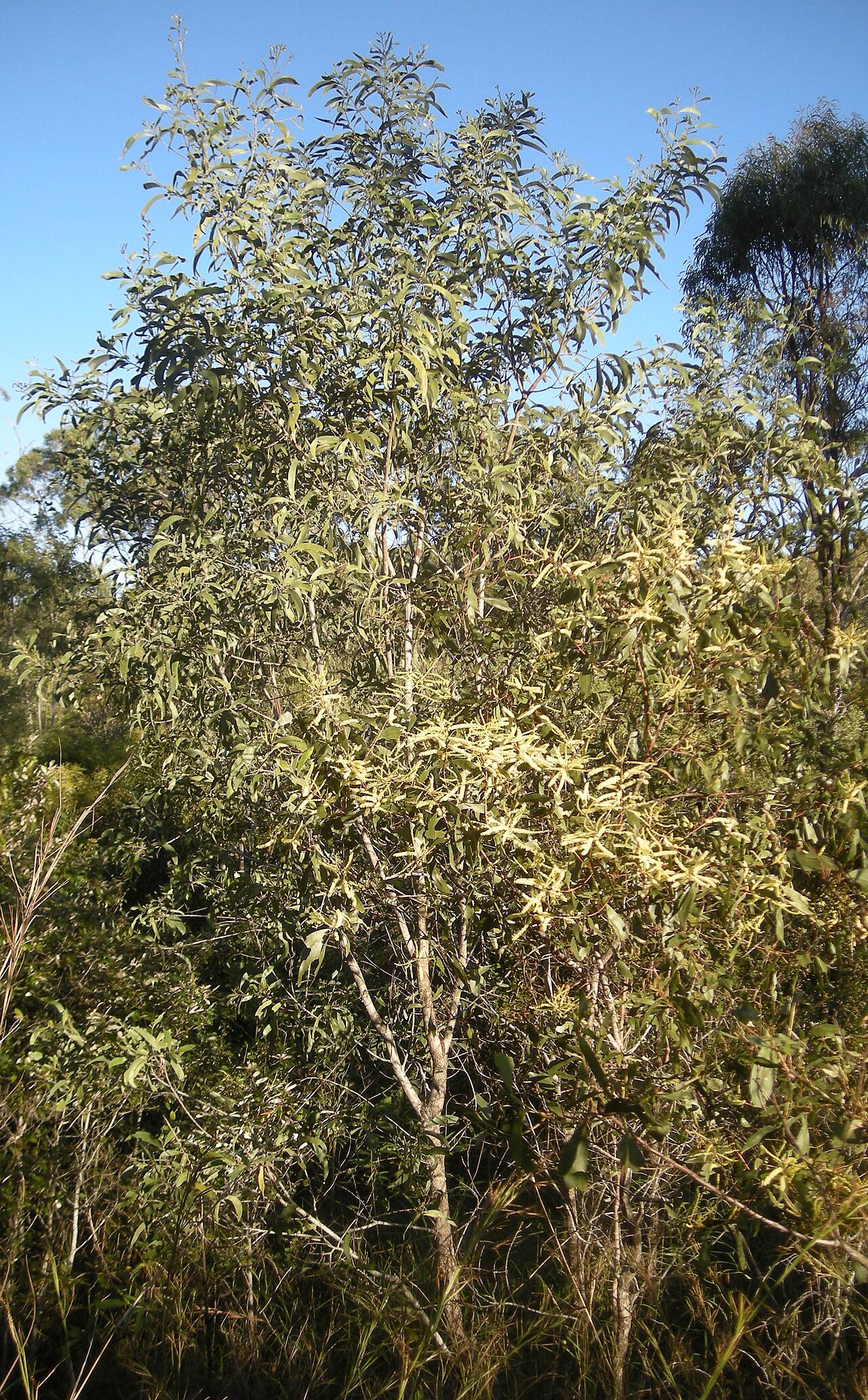 Acacia leiocalyx: Acacia leiocalyx tree in flower, Mt. Etna, Queensland