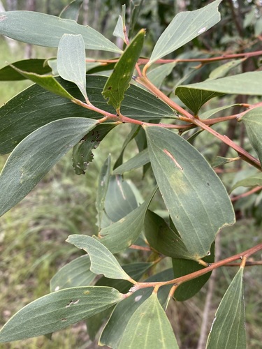 Acacia leiocalyx (Acacia leiocalyx)