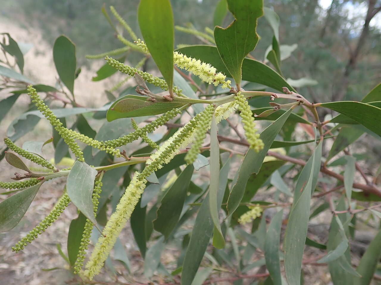 Acacia leiocalyx: Acacia leiocalyx, Eulah Creek, Narrabri, NSW