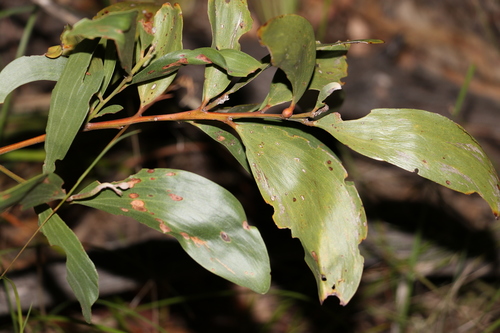 Acacia leiocalyx (Acacia leiocalyx)