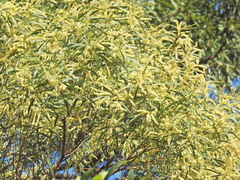 Acacia leiocalyx (Acacia leiocalyx)
