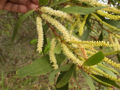 Acacia leiocalyx (Acacia leiocalyx)