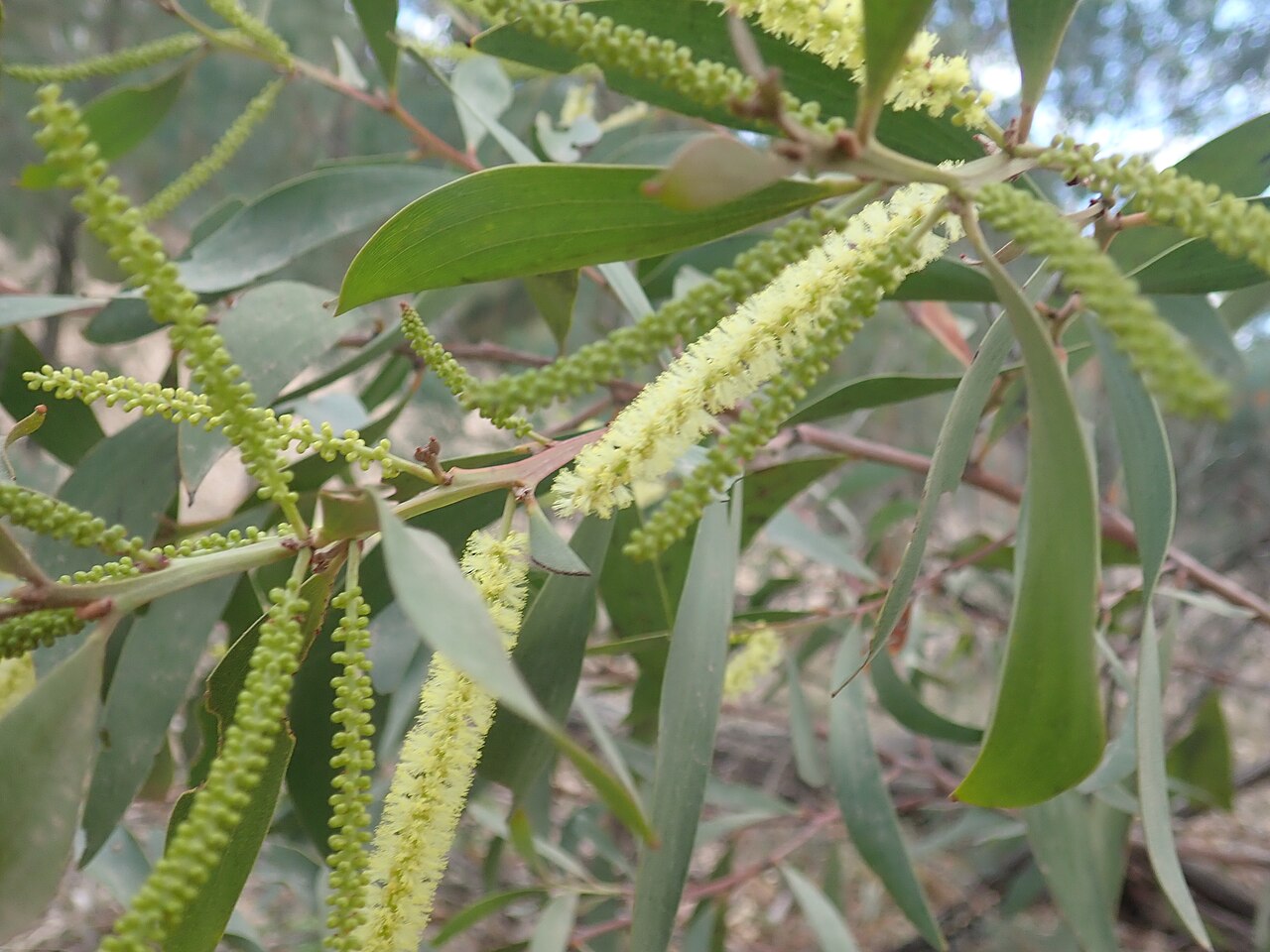 Acacia leiocalyx: Acacia leiocalyx, Eulah Creek, Narrabri, NSW