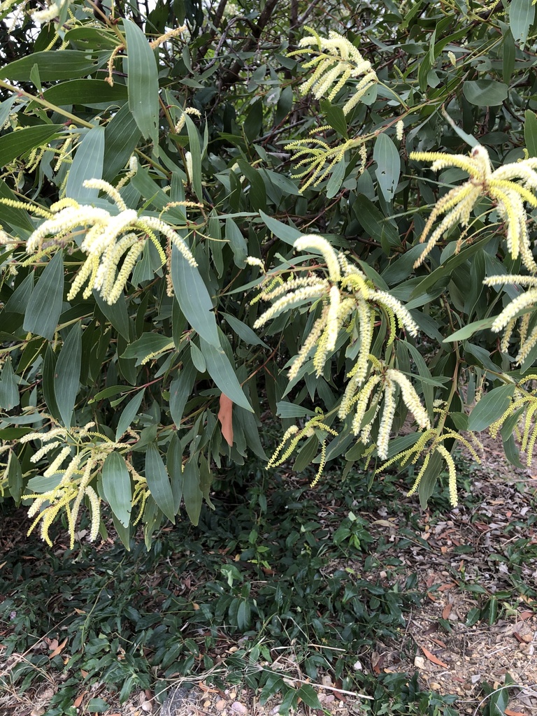 Acacia leiocalyx (Acacia leiocalyx)